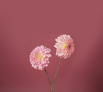 Flowers LG K10, flowers, lg k10, pink, stock, HD wallpaper | Peakpx