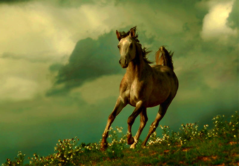 Against the Wind, bonito, horse, landscape, arabian, HD wallpaper