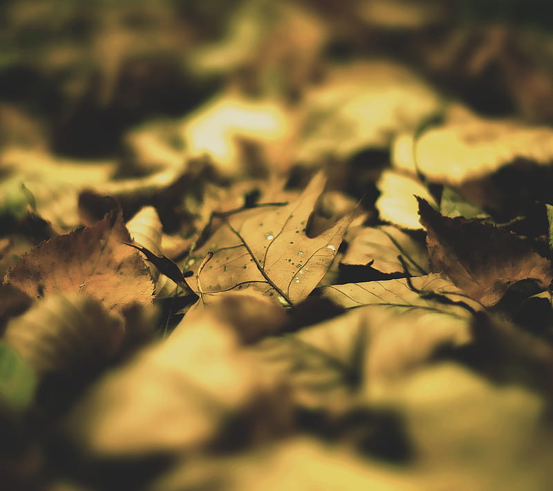 Autumn Leaf, google, nexus, samsung, HD wallpaper