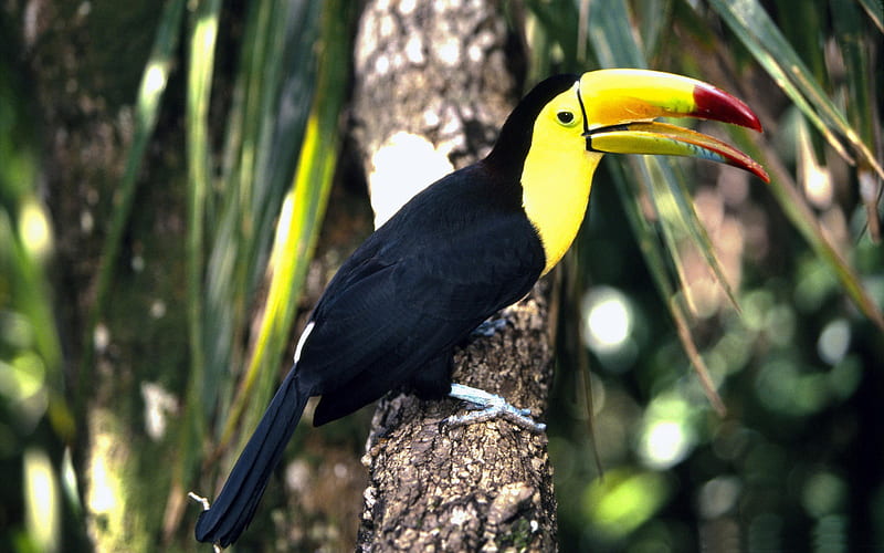 toco toucan perched in tree-Birds high-definition, HD wallpaper