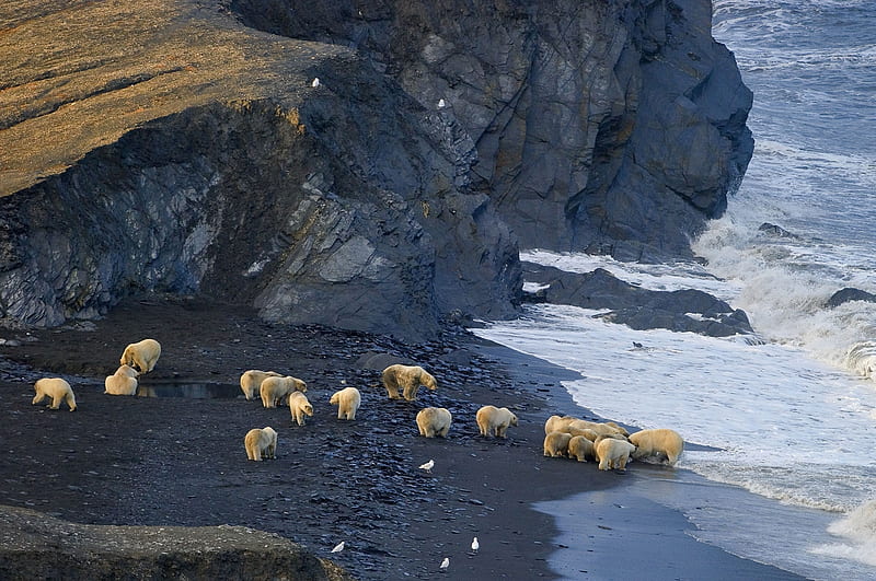 Polar bears feeding, Ursus Maritimus, Feeding, Polar bears, Bears, HD wallpaper