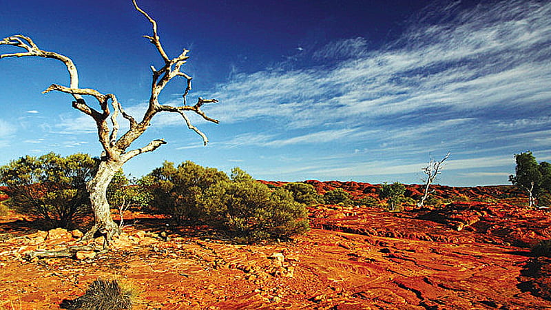 australian outback, outback, australian, tree, bush, HD wallpaper