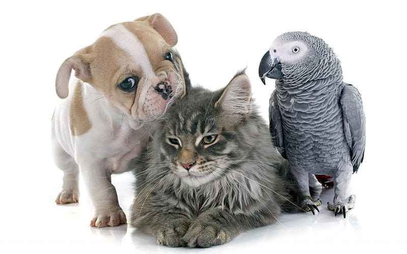 Cute animals, puppy, cat, parrot, French bulldog, gray parrot, HD wallpaper
