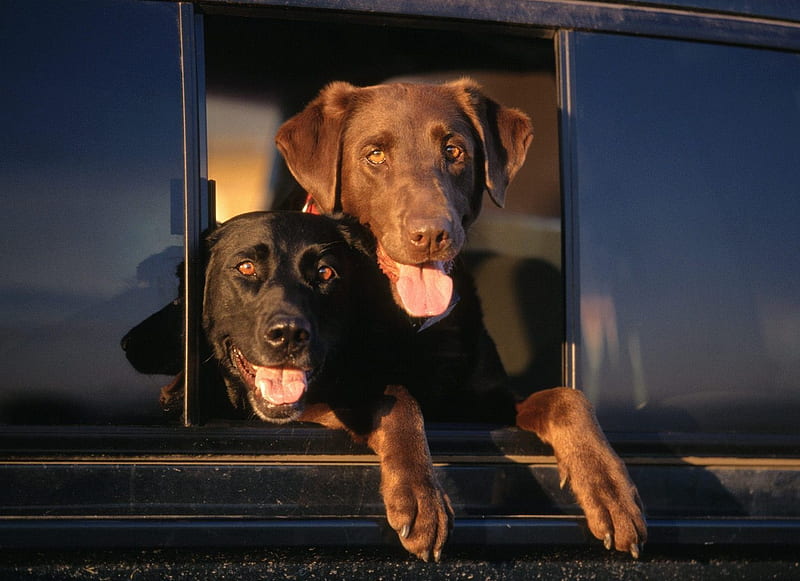 Cab Labs, brown, tongues, black, truck cab, dogs, HD wallpaper