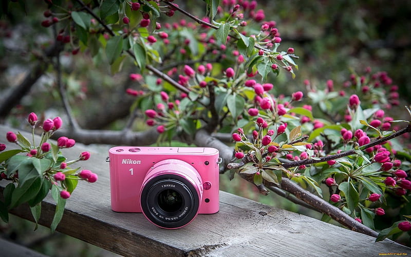 pink camera, garden, bench, nikon, HD wallpaper