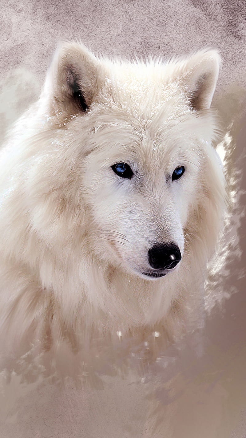 WHITE WOLF, wolf, white, wolves, snow, animal, nice, HD phone wallpaper