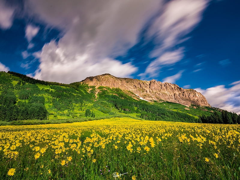 Mountain Meadow, mountain, flowers, yellow, nature, clouds, meadow, HD wallpaper