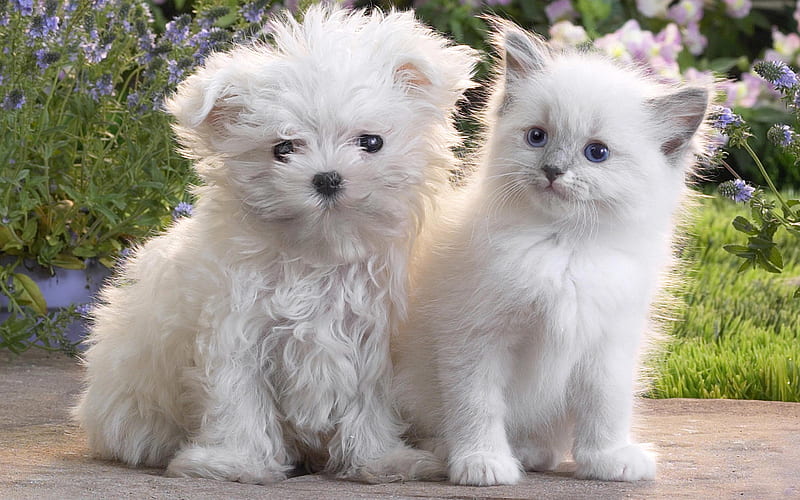 Maltese dog, Ragdoll, cat and dogs, white pets, curly little white dog, white kitten, friendship, dogs, cats, HD wallpaper