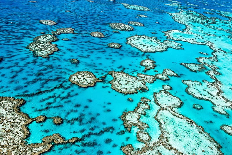Great Barrier Reef, reef, australia, barrier, great, HD wallpaper