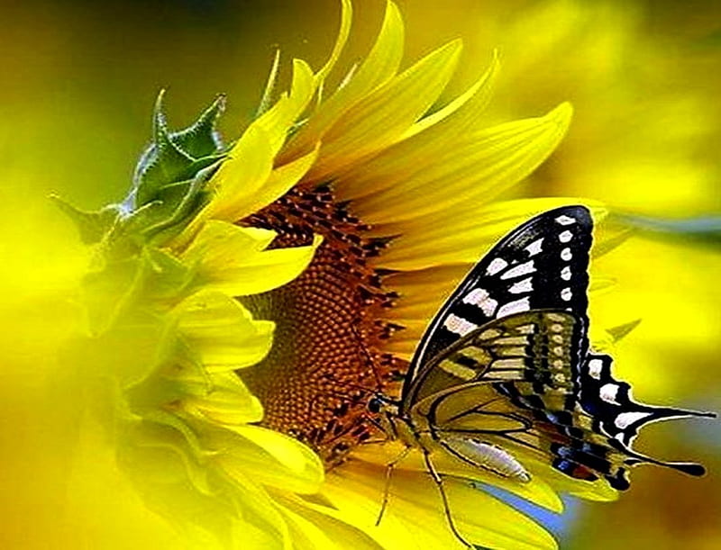 Butterflies and sunflower, colorful, love, yellow, sunflower, butterflies, HD wallpaper
