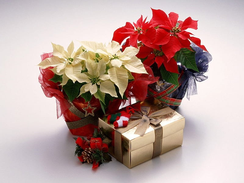 Poinsettias, Christmas, still life, flowers, gifts, HD wallpaper