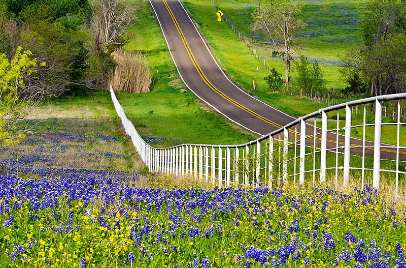 Beautiful scenery in Texas, Texas, fence, grass, spring, bonito, bluebonnets, wildflowers, summer, scenery, road, HD wallpaper