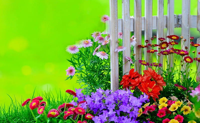 Fence – Flowers Wallpaper Phone –