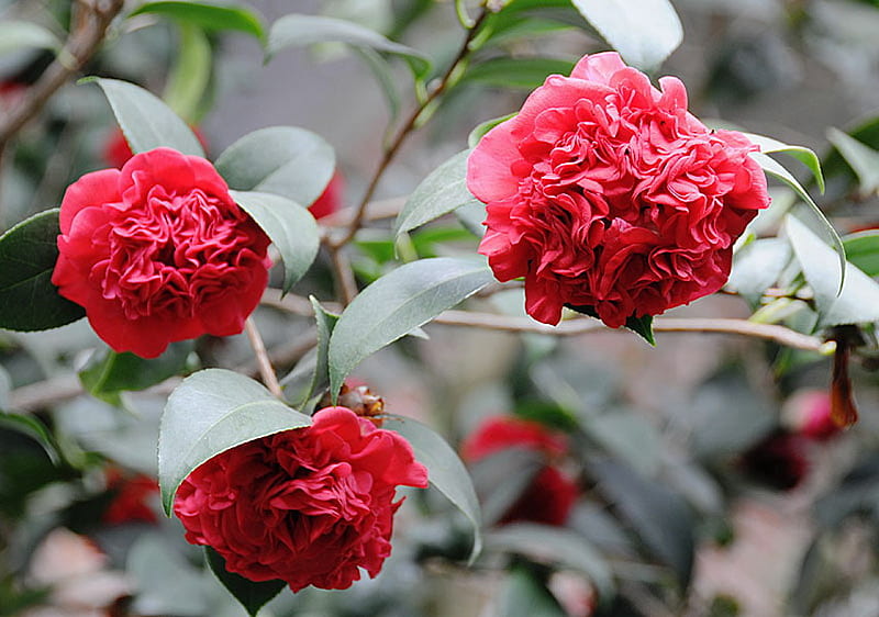 CAMELLIA - JAPONICA, pretty, red, flowers, plant, HD wallpaper