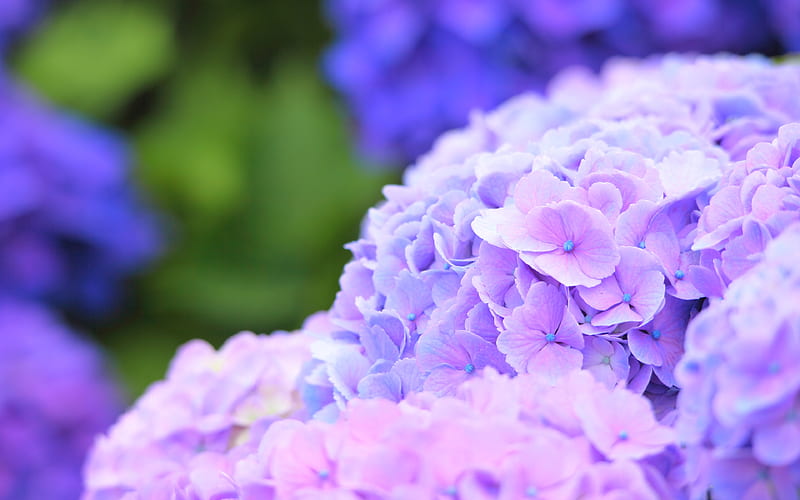 Hydrangea close-up, violet hydrangea, violet flowers, HD wallpaper
