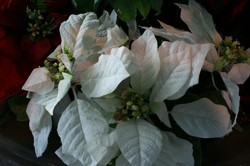 White poinsettia, flowers, white, green, poinsettia, HD wallpaper