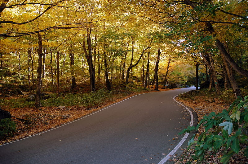 AutumnForest Road, HD wallpaper