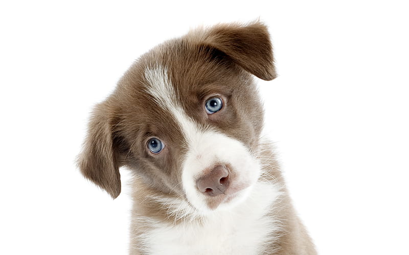 Puppy, cute, brown, caine, face, white, animal, dog, pet, HD wallpaper