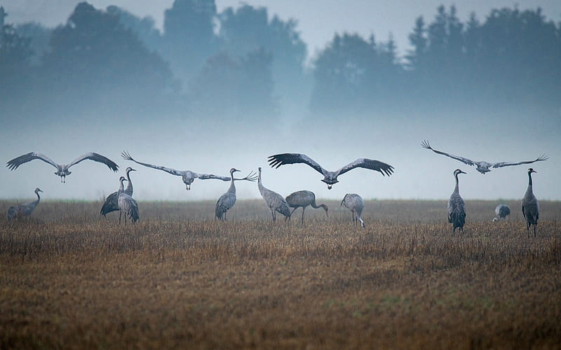 Cranes before Migration, flight, Latvia, birds, field, mist, HD wallpaper