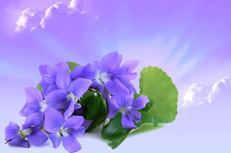 Shiny fragrant, violets, sunrise, sky, fragrant, HD wallpaper | Peakpx