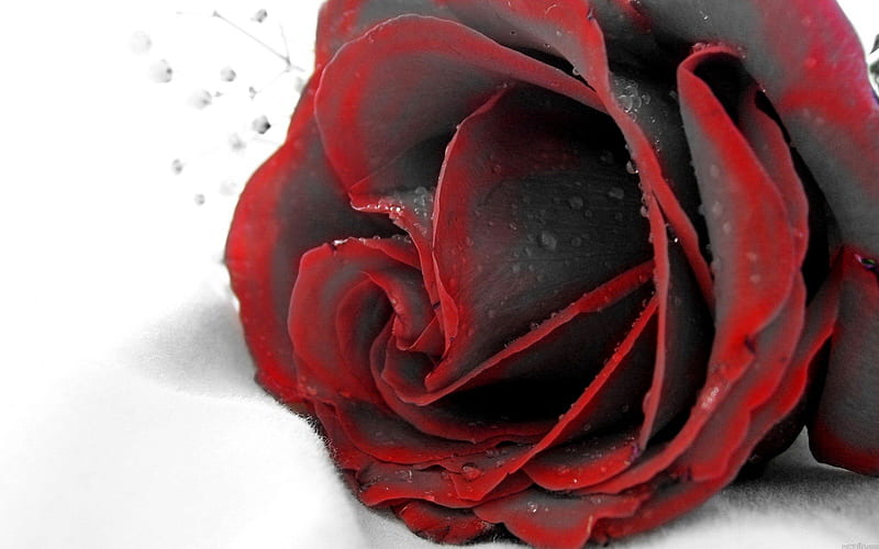 Rosa roja negra, roja, rosa, amor, flor, negro, Fondo de pantalla HD |  Peakpx