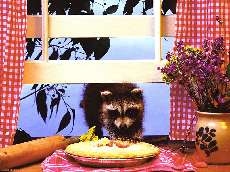 Pie Thief Raccoon, window, curtains, bench, towel, kitchen, animal, cute, flowers, pie, rolling pin, HD wallpaper