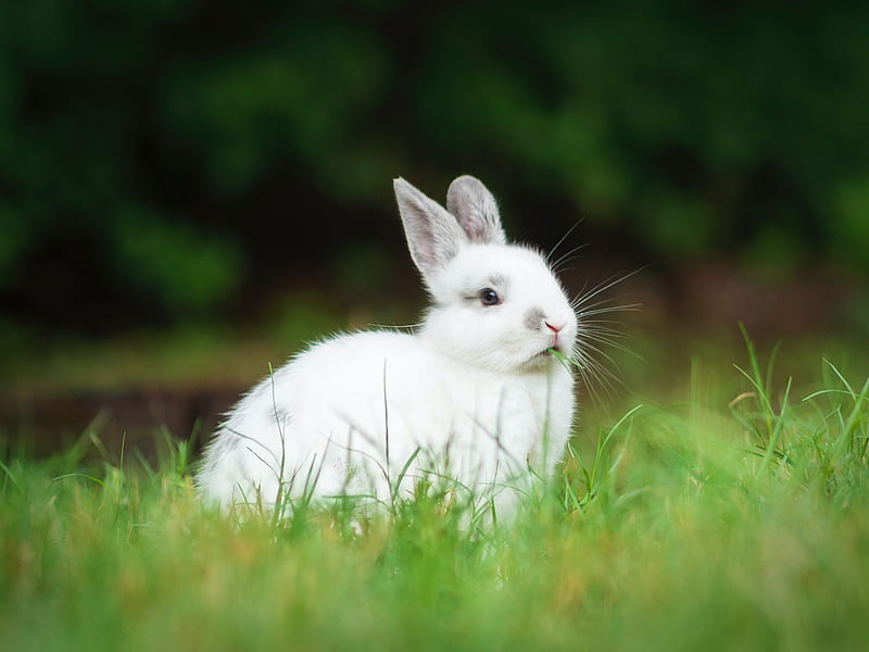 rabbit, animal, grass, cute, white, fluffy, HD wallpaper