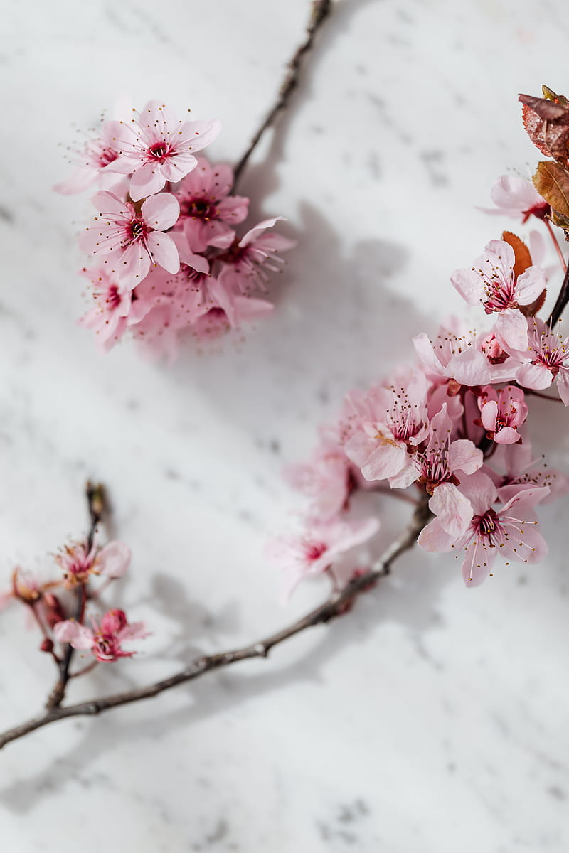 Top view of light pink blooming fragrant Sakura Blossoms arranged on white marble tabletop in spring, HD phone wallpaper