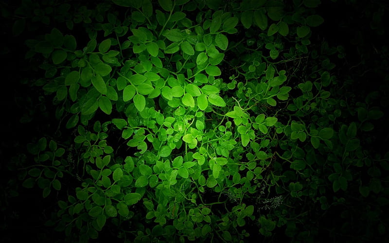 green by mikkoliini, shrub, green, bush, leaf, HD wallpaper