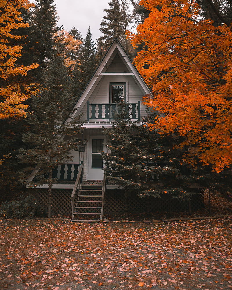 house, autumn, trees, solitude, comfort, HD phone wallpaper