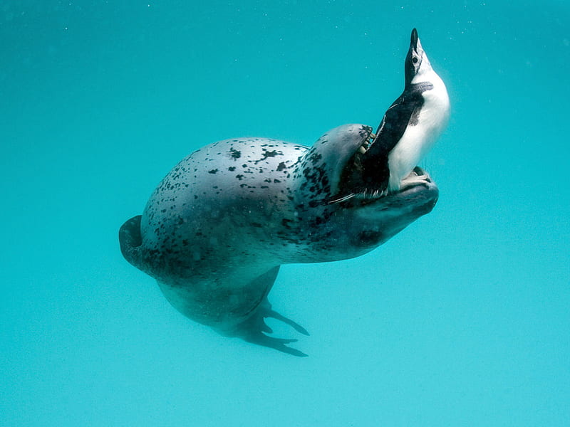 leopard seal, hydrurga, peninsula, penguin, leptonyx, animal, antarctic, HD wallpaper