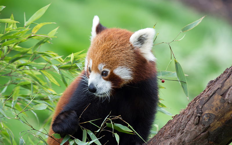 Red Panda Bamboo 2020 Animals, HD wallpaper