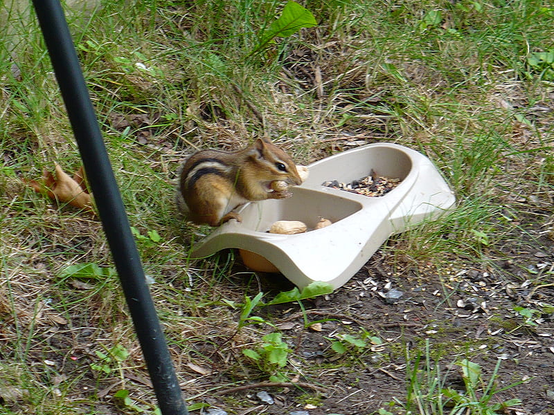 Lunch Time for Chippy, chipmunk, animals, eating, wild animals, HD wallpaper