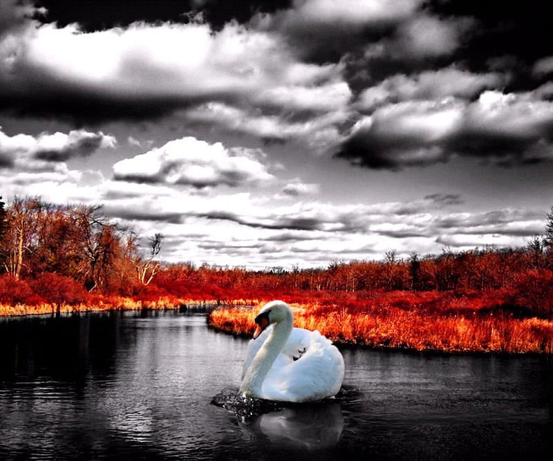 Beautiful swan in autum, autum, color of red, clouds, swan, lake, HD wallpaper