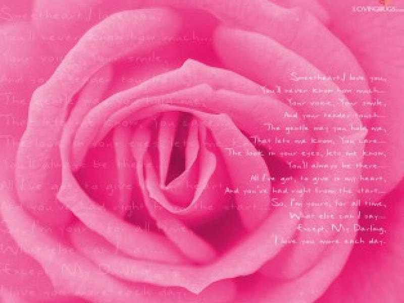 Loving Poems, rose, pink, HD wallpaper | Peakpx