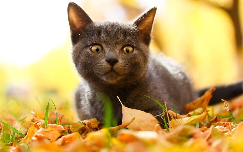 little gray kitten, yellow leaves, autumn, british cat, cute animals, cats, HD wallpaper