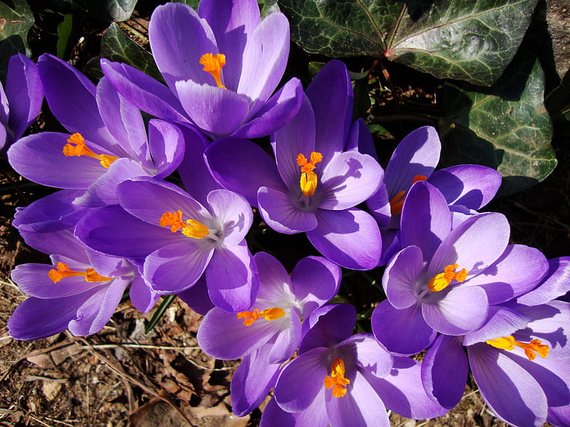 Spring, crocus heuffelianus, flowers, lavender, flori, lila, primavara, mov, HD wallpaper