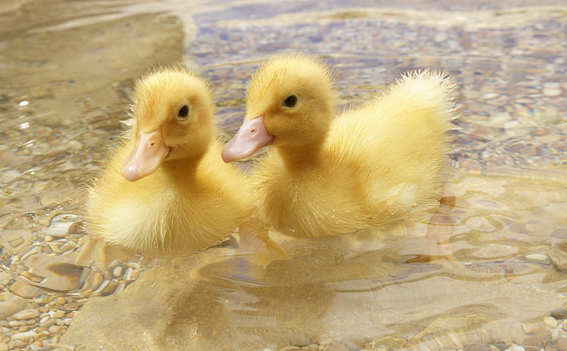 Ducks, water, duck, swim, baby, animal, HD wallpaper