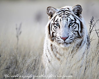 white tiger quotes