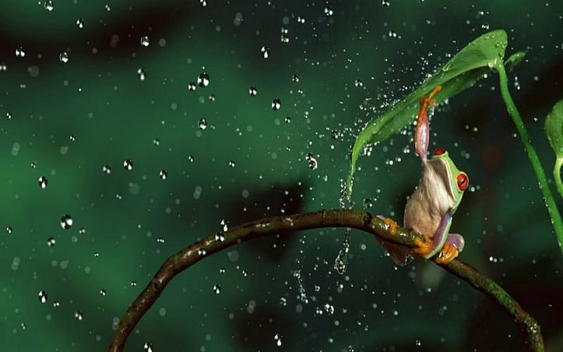 Rainy Days, Frogs, rain, Green, Funny, Animals, Leaf, HD wallpaper