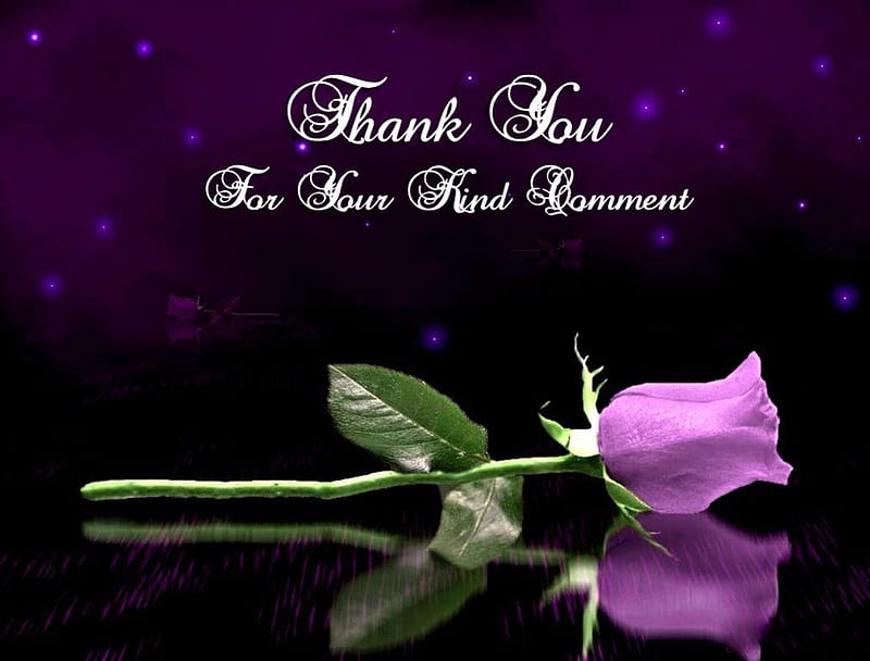 Thank You For Your Kind Comment To Use, lilac, rose, words, black, leaves, green, purple, reflection, white, stem, HD wallpaper