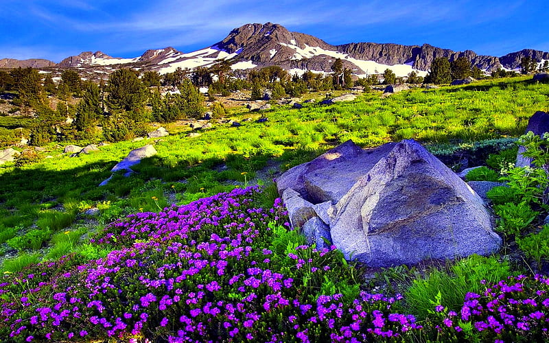 HIGHLAND SPRING, mountain, rock, sunlight, blossoms, spring, HD wallpaper