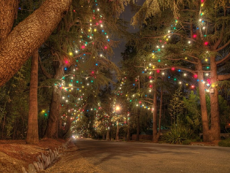 Christmas Tree Lane Awaits, tree, lane, christmas, HD wallpaper