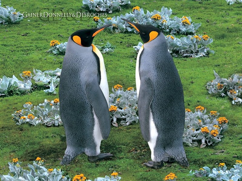 King Penguins, Falkland Island, king, falkland, island, penguins, HD wallpaper