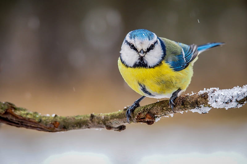 Blue tit, bird, yellow, pasari, pitigoi, iarna, winter, HD wallpaper