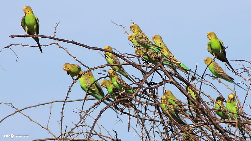 Green And Yellow Wild Budgies, Yellow, Wild, Budgies, Green, And, HD wallpaper