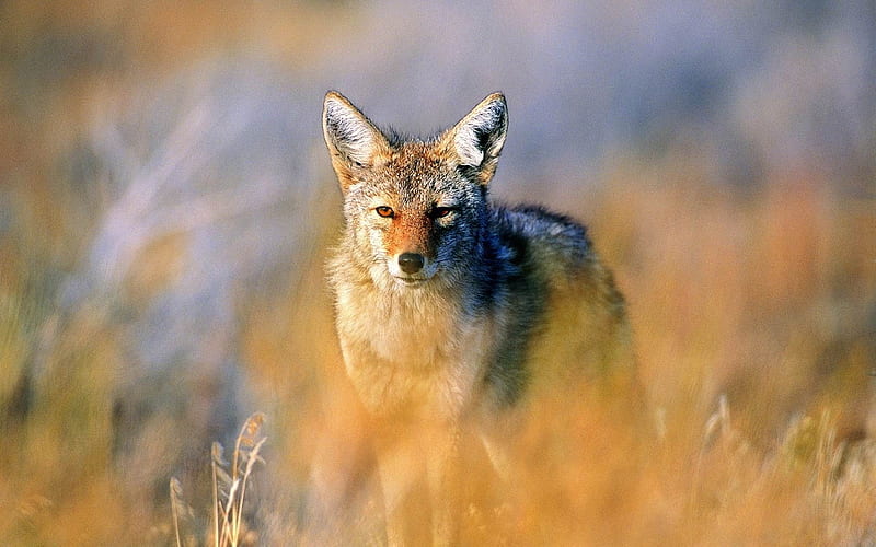 jackal hunting steppe-wild animals, HD wallpaper