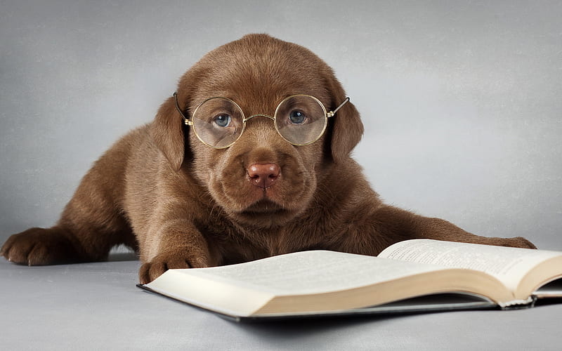 The Bookworm, book, glasses, funny, dog, HD wallpaper