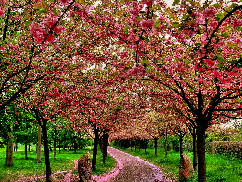 Blossom Path, pink flowers, grass, pink blossoms, flowering trees, trees, walkway, blossoms, path, petals, HD wallpaper