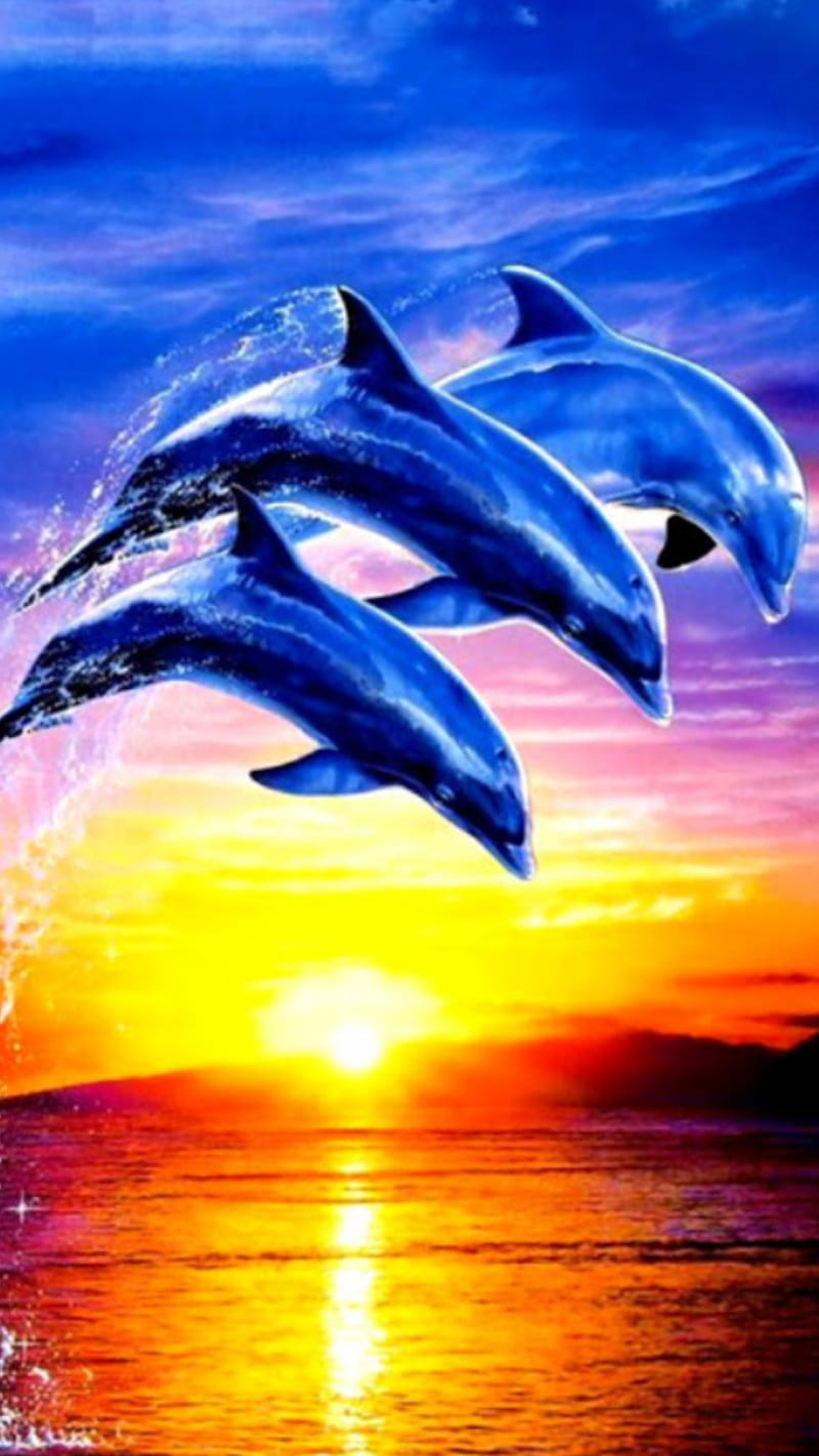 HD dolphins at a sunset wallpapers  Peakpx